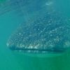 Whaleshark 7