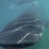 Whaleshark 13