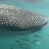 last but not least,,,Whaleshark 14