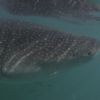 Whaleshark 10