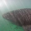 Whaleshark 2