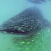 Whaleshark 1