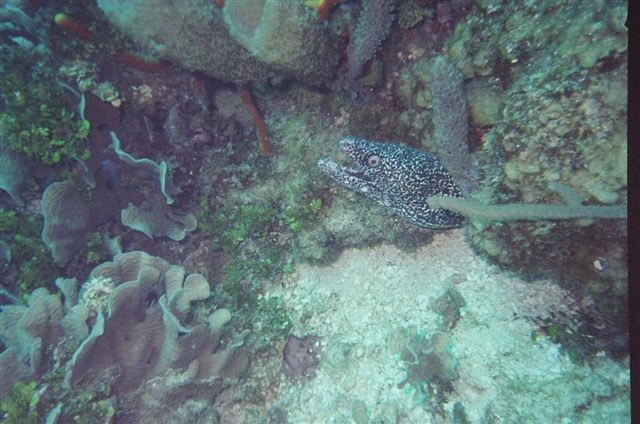 DRCKW's picture of spotted moray