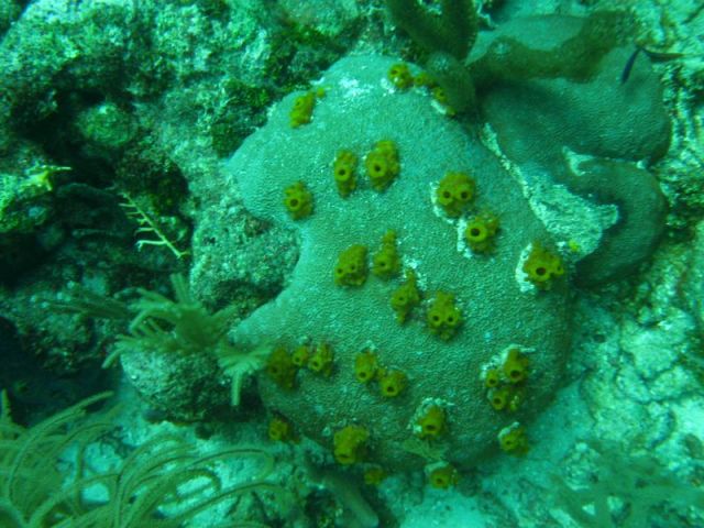 Coral ? boring sponge coral?