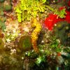 Yellow-Green Seahorse