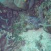 DRCKW's picture of spotted moray