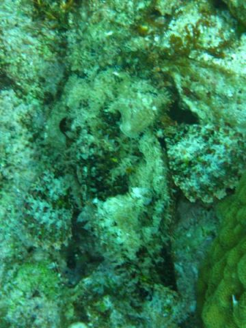 Stonefish/ Scorpionfish