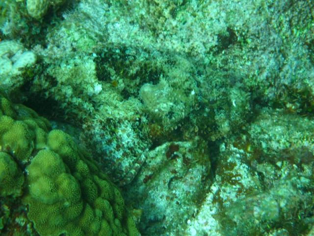 Stonefish/ Scorpionfish