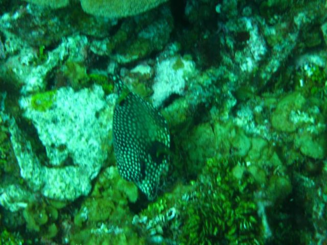 Spotted Trunkfish