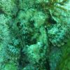 Stonefish/ Scorpionfish