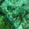 Stonefish/ Scorpionfish