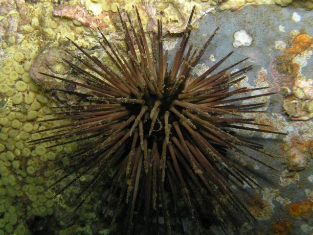 No, not Sea Urchin!