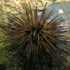 No, not Sea Urchin!