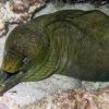 fish12.jpg