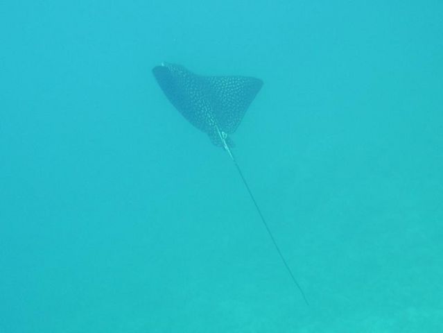Sptted eagle ray
