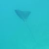 Sptted eagle ray