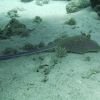 Bluespotted Stingray