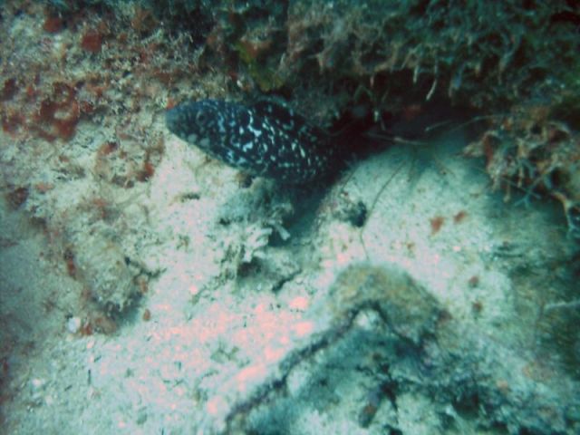 Spotted Moray / Arrow Crab