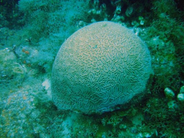 Big Brain Coral