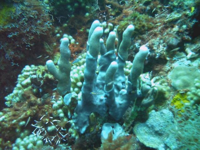 Dull Coral