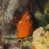 Red Frog Fish - Male