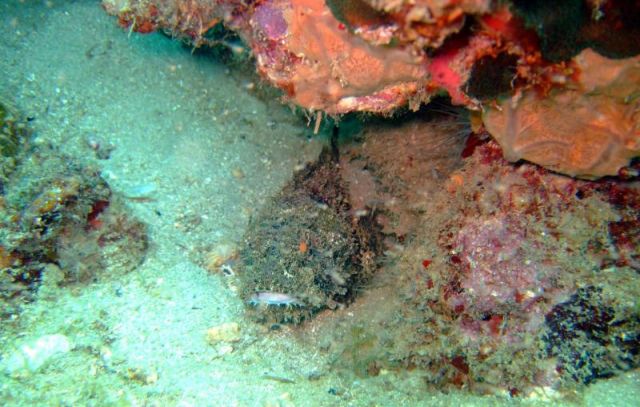 Is this a Scorpionfish?