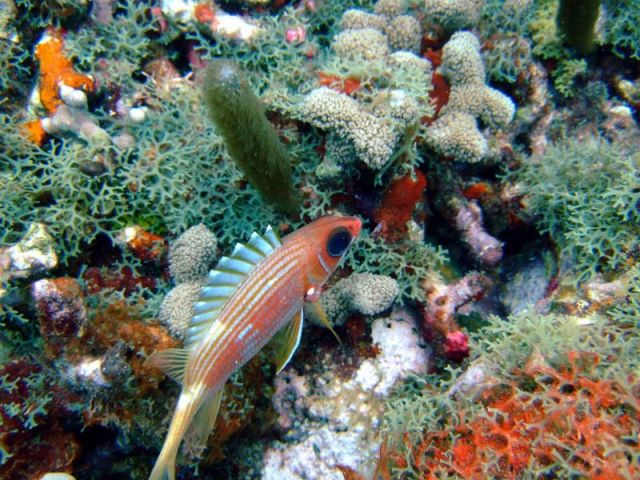 Is this a squirrelfish?