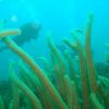 Yellow Coral