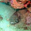 Is this a Scorpionfish?