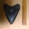 Vic's Megladon Tooth