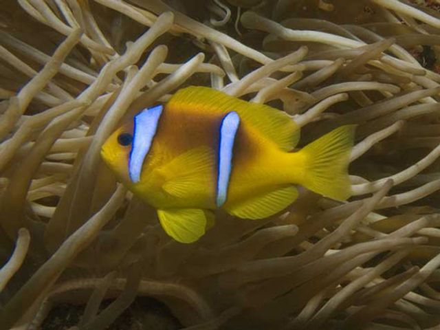 Anenomefish