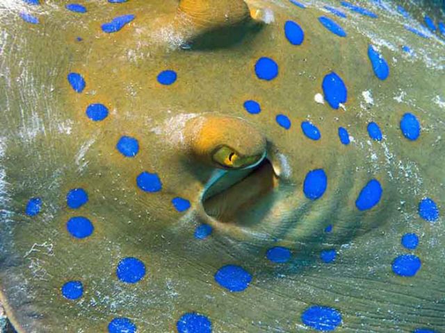 Blue-Spotted Ray