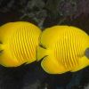 Butterfly Fish