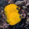 Butterfly Fish