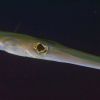 Trumpetfish