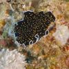 Leopard Flatworm