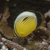 Butterfly Fish