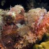 Scorpionfish