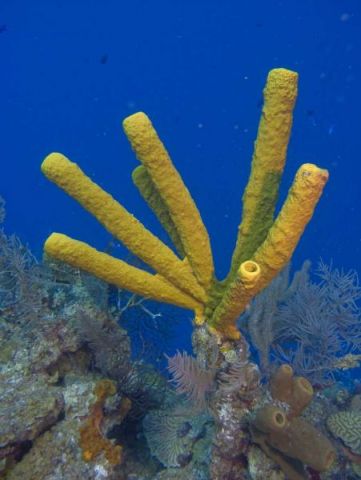 Yellow Tube Sponges