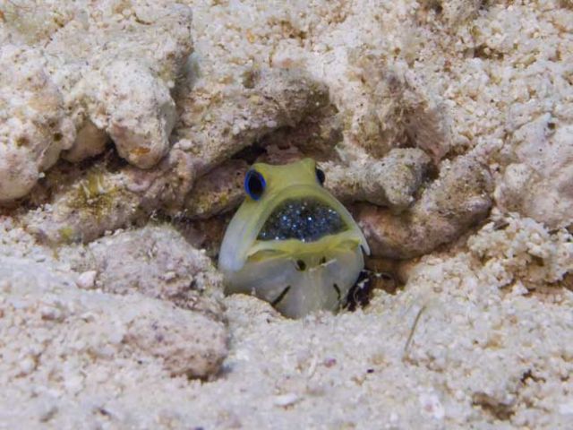 Male Yellow-Headed Jawfish with Eggs