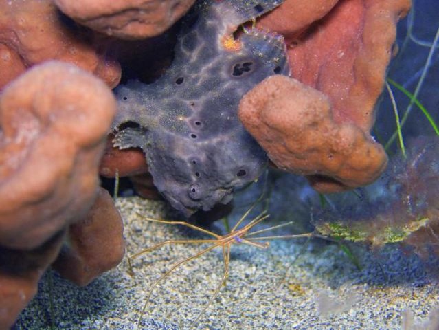 Frog Fish and Arrow Crab