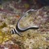 Juvenile Spotted Drum