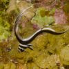 Juvenile Spotted Drum