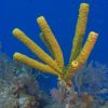 Yellow Tube Sponges