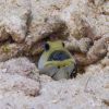 Male Yellow-Headed Jawfish with Eggs