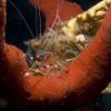 Banded Coral Shrimp