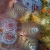 Christmas Tree Tube Worms