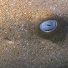 Shark Eye