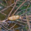 Flamingo Tongue