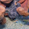 Frog Fish and Arrow Crab